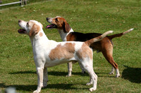Royal Agricultural College Beagles Puppy Show 2012